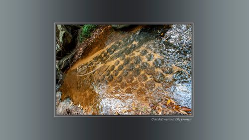 07-Stung-Kbal-Spean.-Mille-lingas-sculpture-dans-le-lit-de-la-riviere-DSC1071