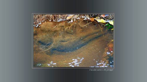13-Stung-Kbal-Spean-Vishnu-couche-sculpture-dans-le-lit-de-la-riviere-DSC1212