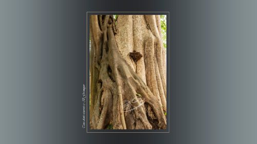 31-PRASAT-PREAH-KHAN-TA-SENG