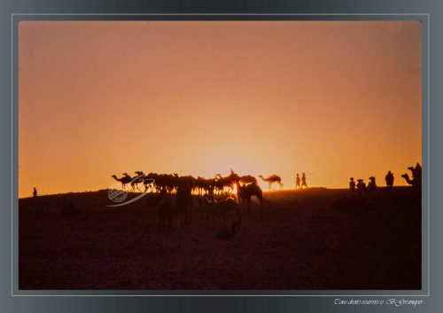 PUSHKAR-010
