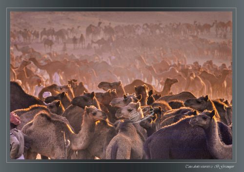 PUSHKAR-019