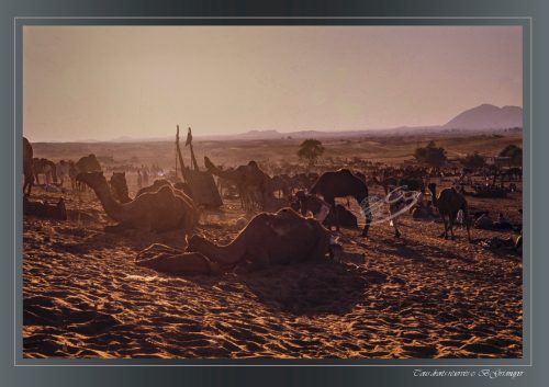 PUSHKAR-020