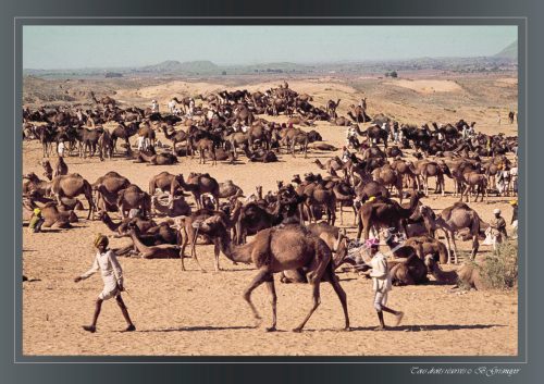 PUSHKAR-023