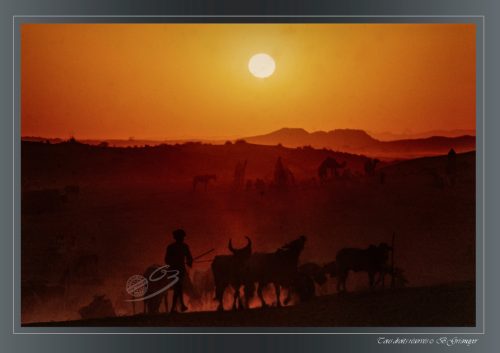 PUSHKAR-09