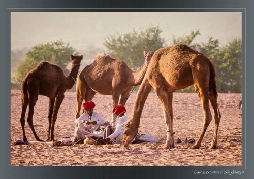 PUSHKAR-096