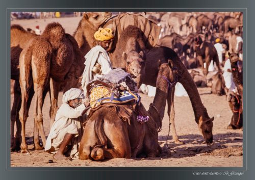 PUSHKAR-098