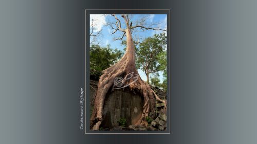37-Le-Tha-Prohm-fromager-mur-denceinte
